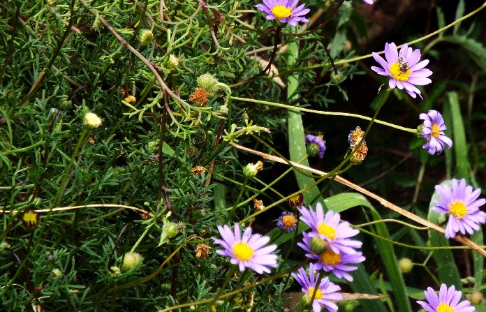 Fiori australiani 2